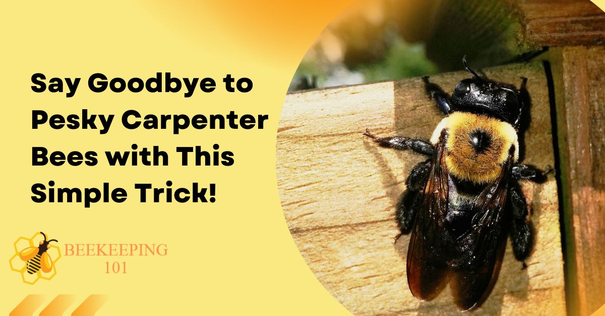Say Goodbye to Pesky Carpenter Bees with This Simple Trick!
