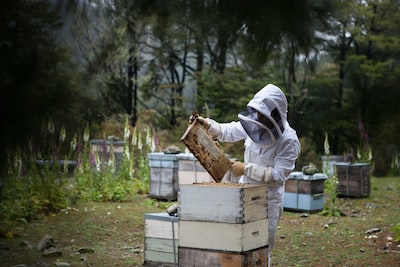 A Buzzing Good Time: Visiting a Honey Bee Apiary