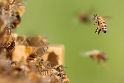 How to Get Started with Dadant Beekeeping